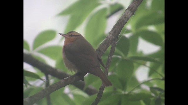 Worm-eating Warbler - ML646264642