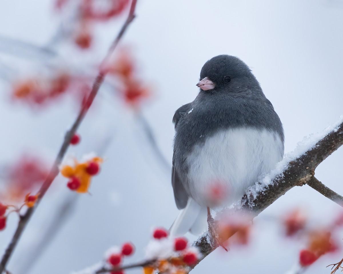 Dark-eyed Junco - ML646264643