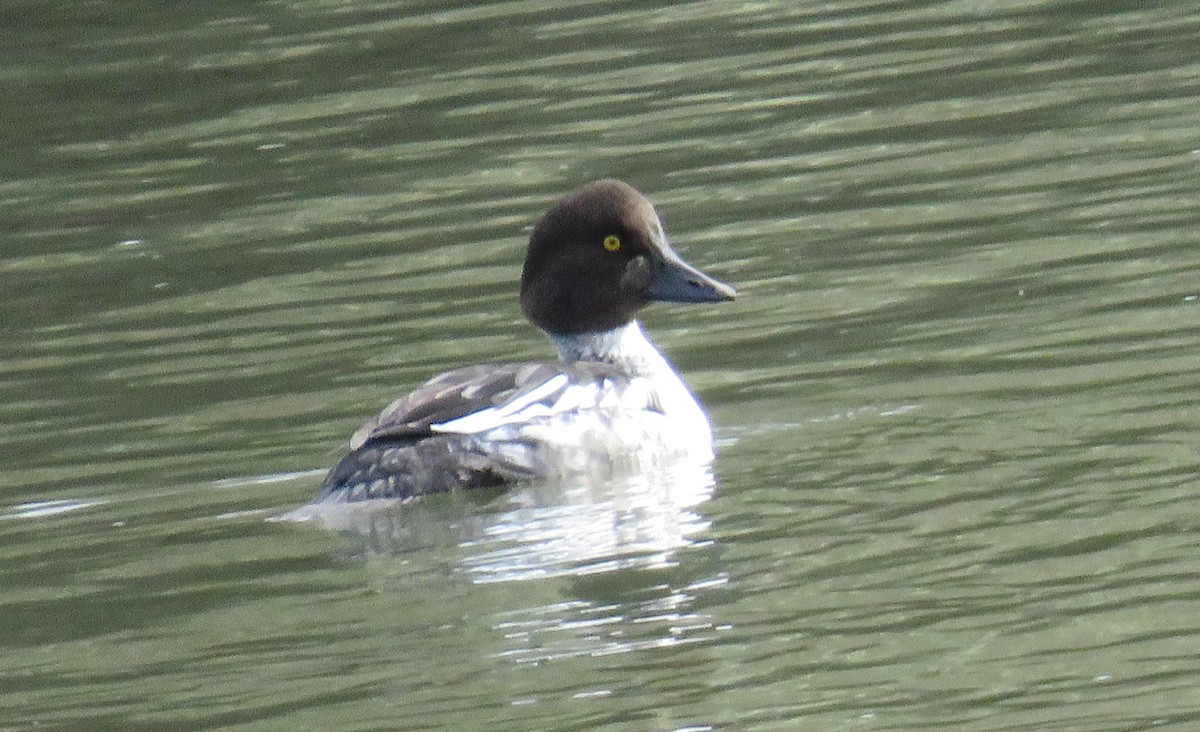Common Goldeneye - ML646264644