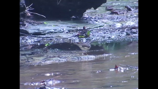 Louisiana Waterthrush - ML646264650