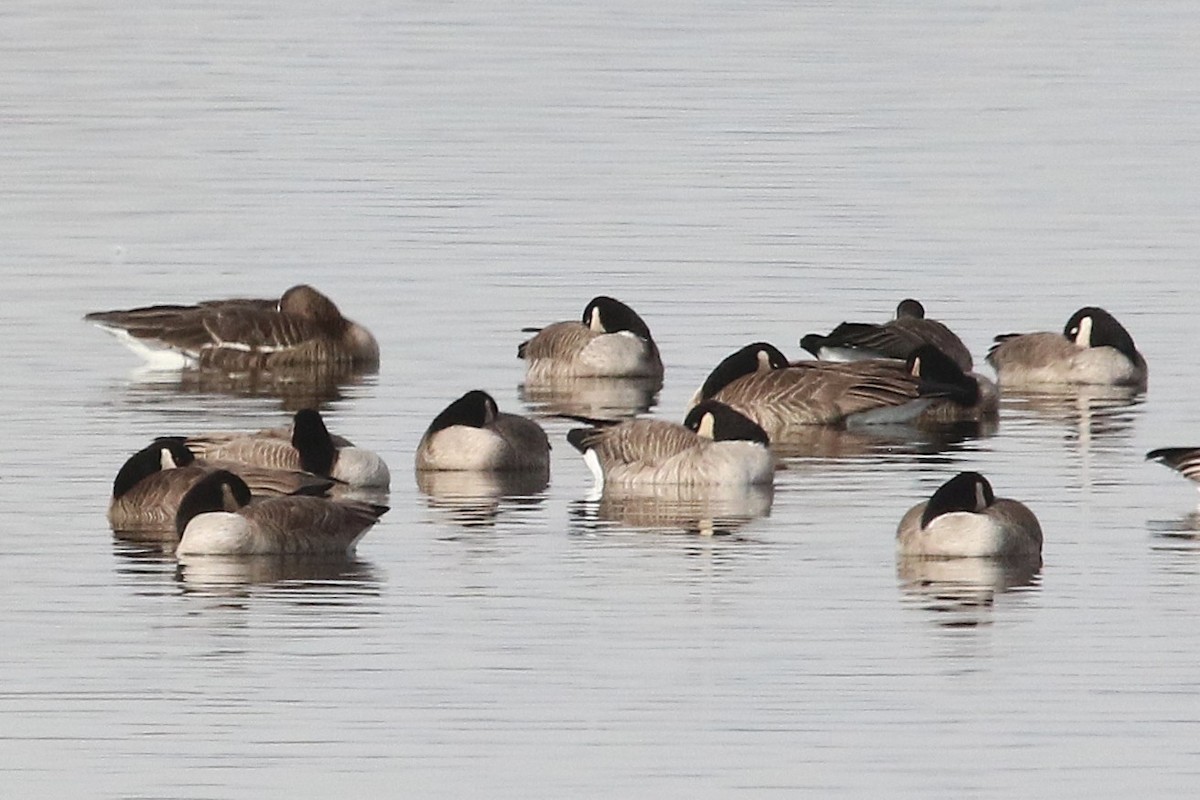 Greater White-fronted Goose - ML646264651