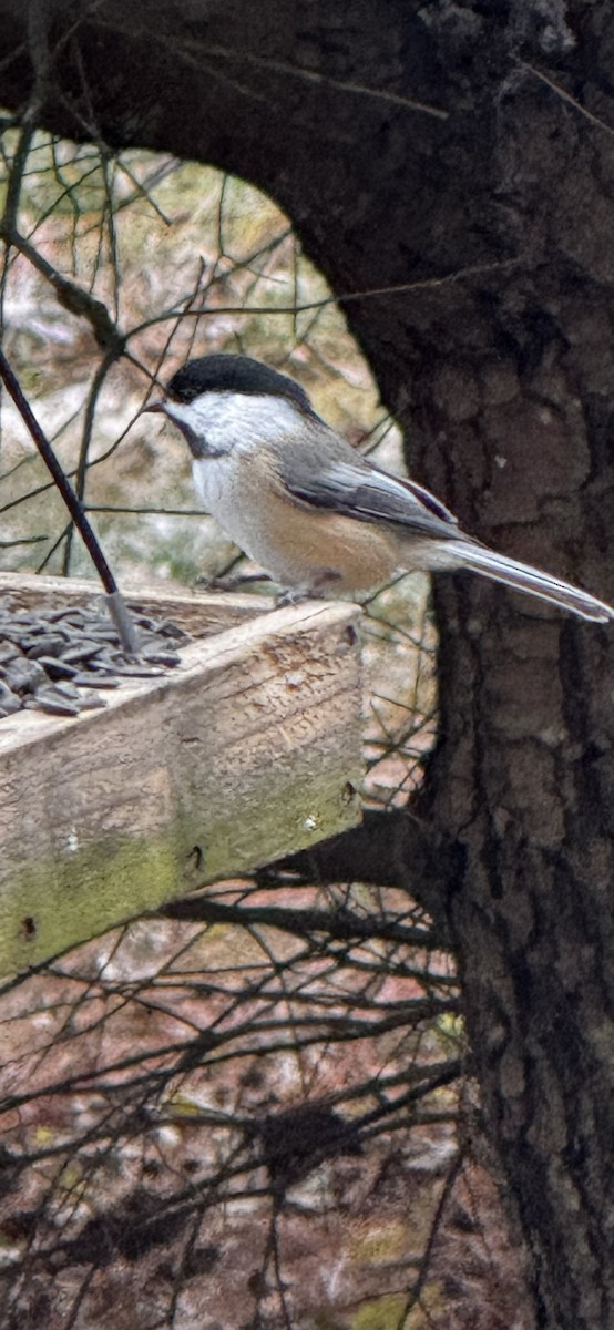 Гаїчка світлокрила - ML646264657