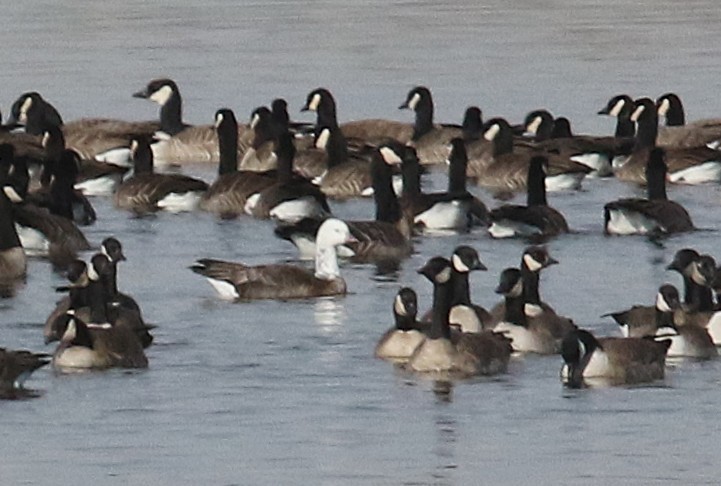 Snow/Ross's x Cackling/Canada Goose (hybrid) - ML646264661