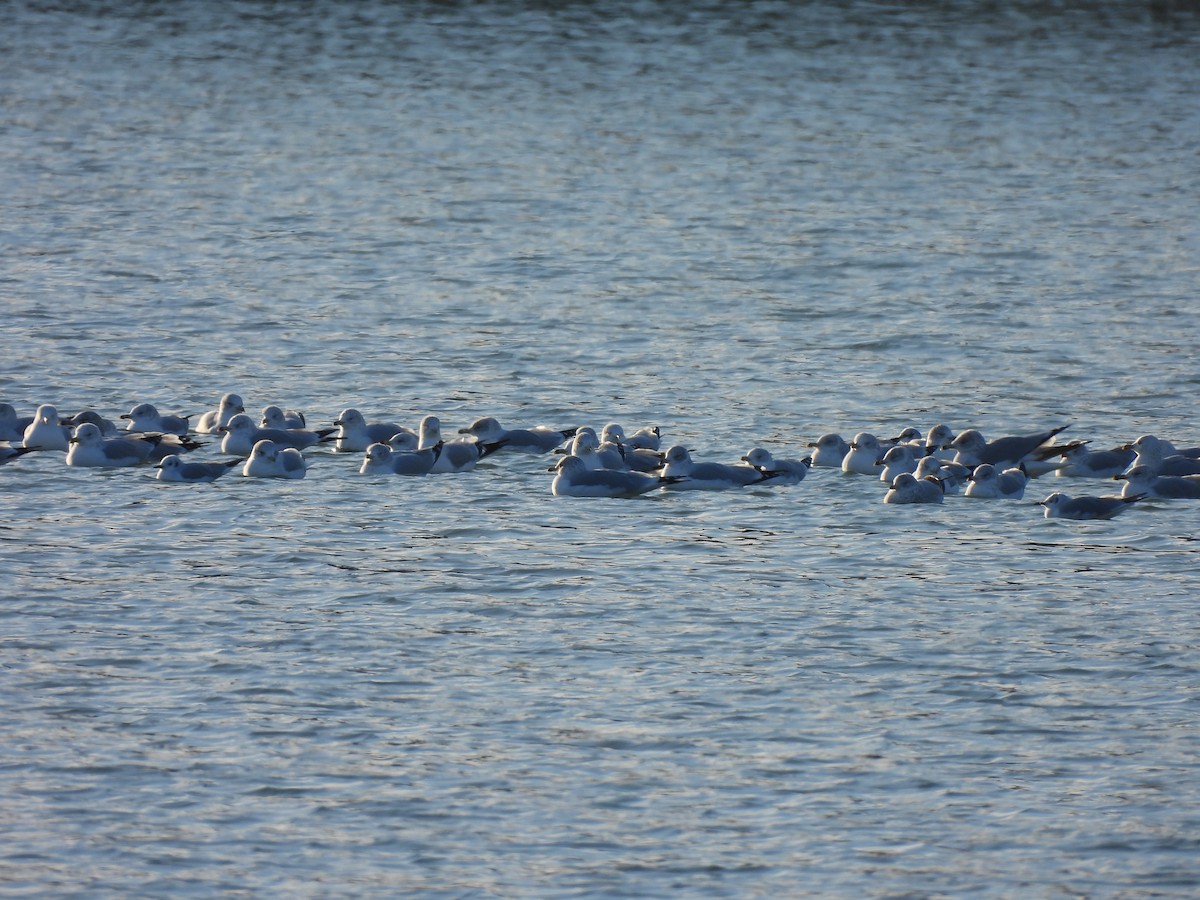 Ring-billed Gull - ML646264663