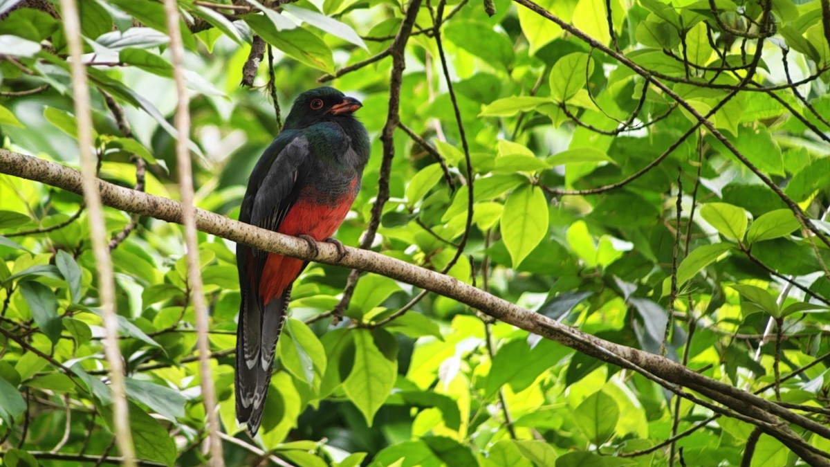 Slaty-tailed Trogon - ML646264667