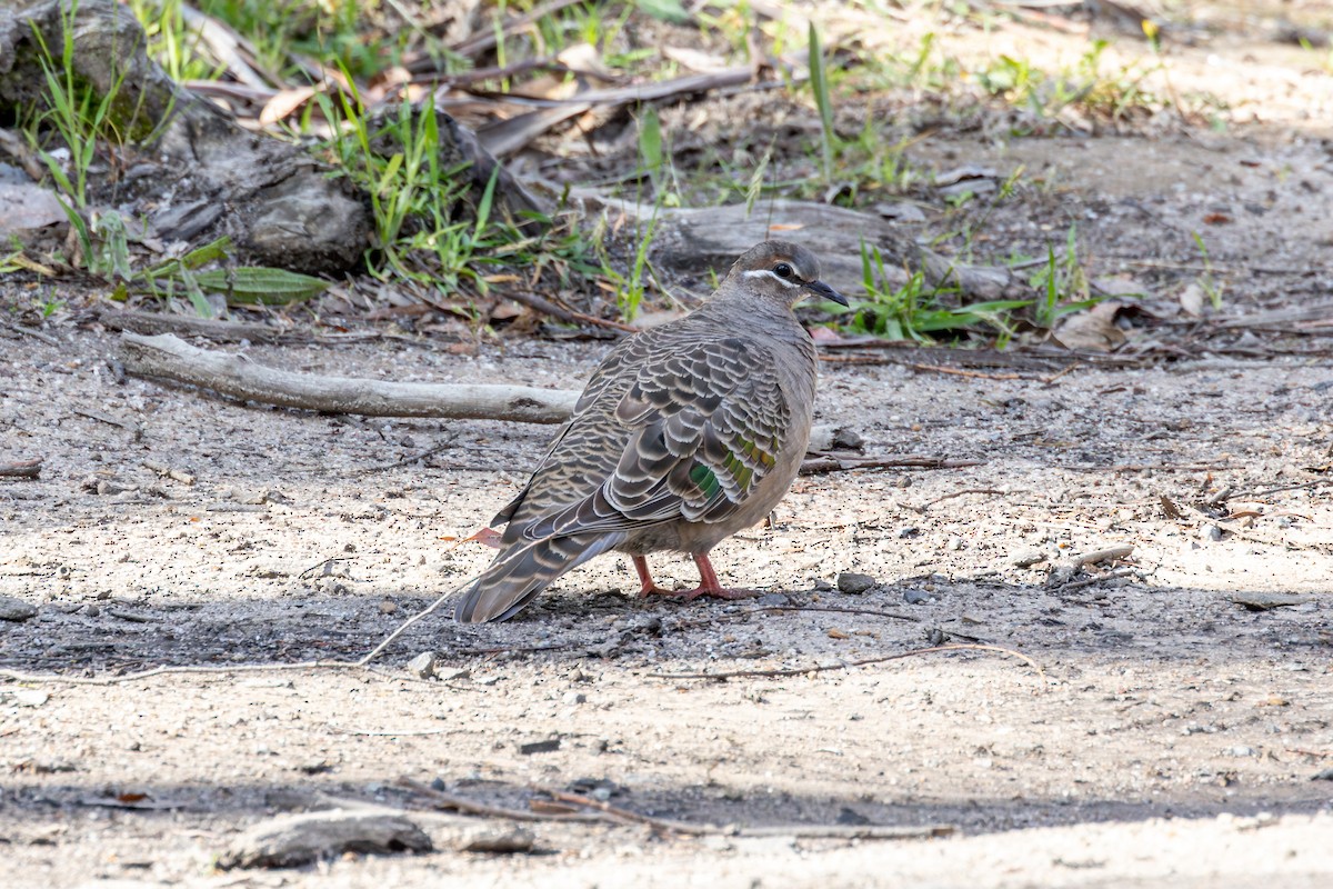 Common Bronzewing - ML646264672