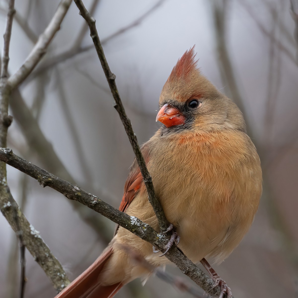 Northern Cardinal - ML646264673