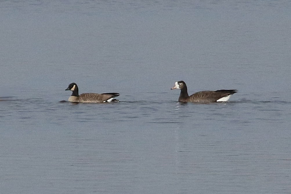 goose sp. - ML646264675