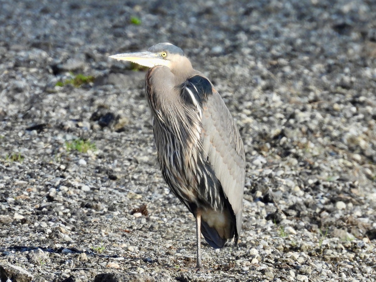 Great Blue Heron - ML646264676