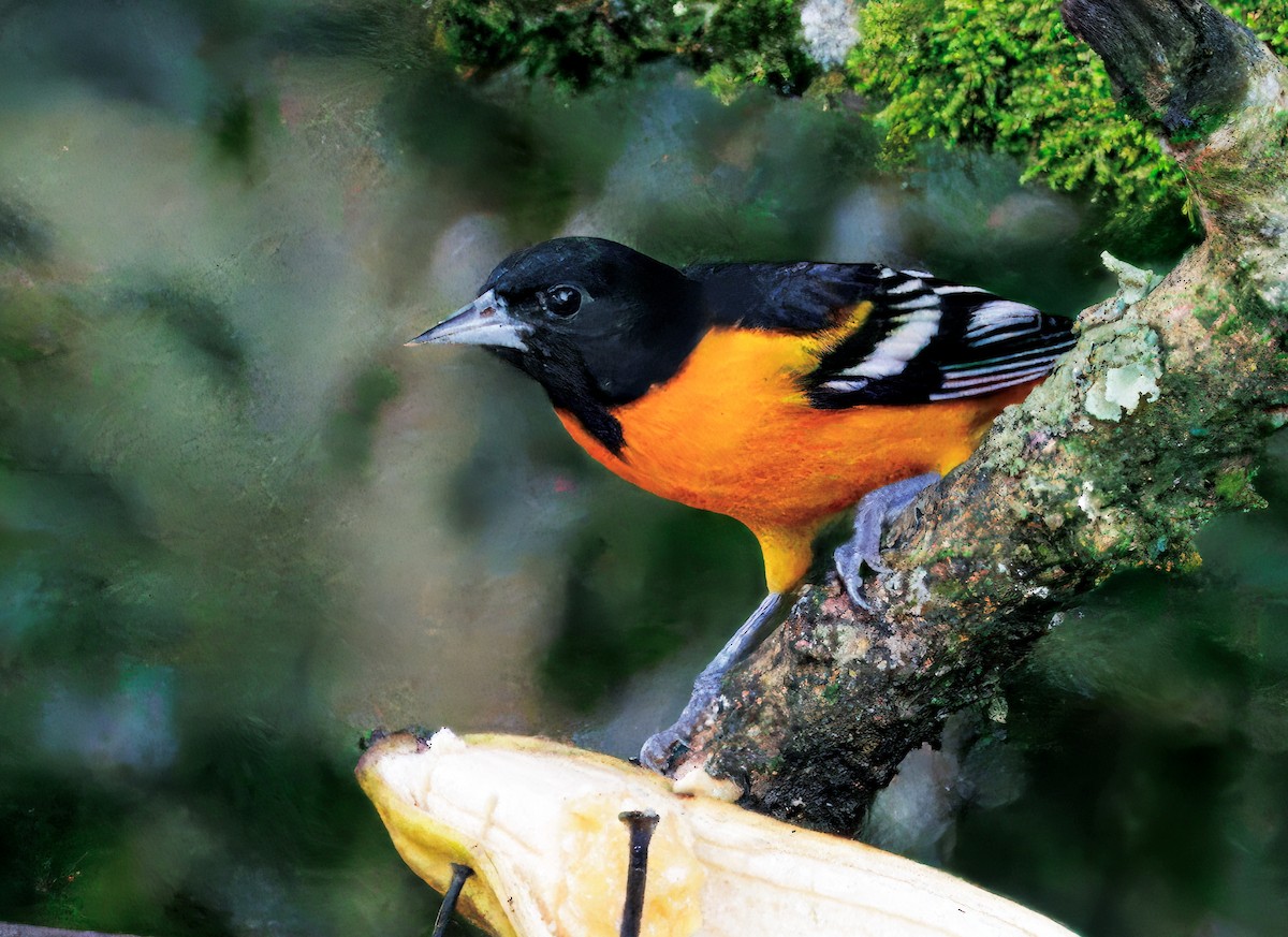 פזאי צפוני - ML646264678