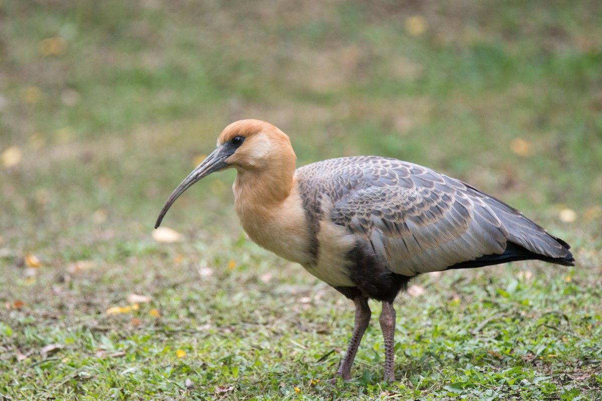 İbikli Sarıca Aynak - ML646264679