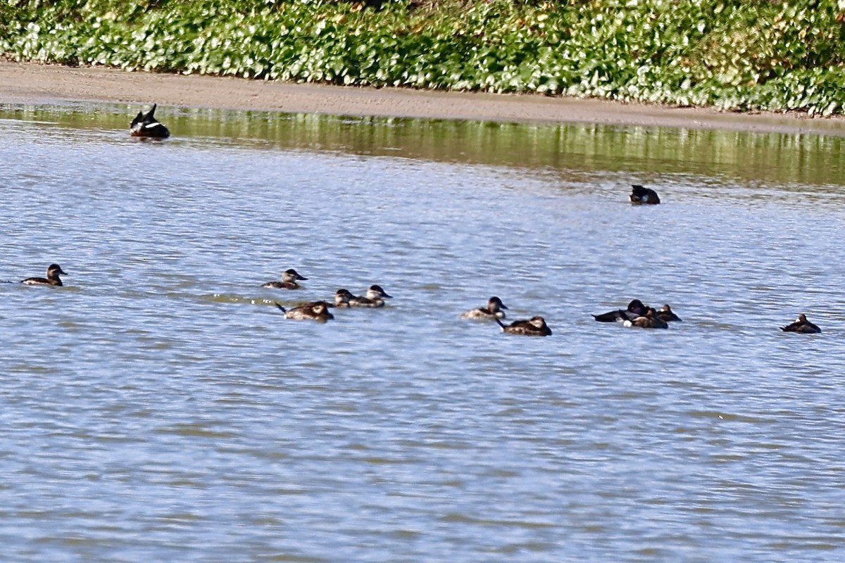 Ruddy Duck - ML646264681