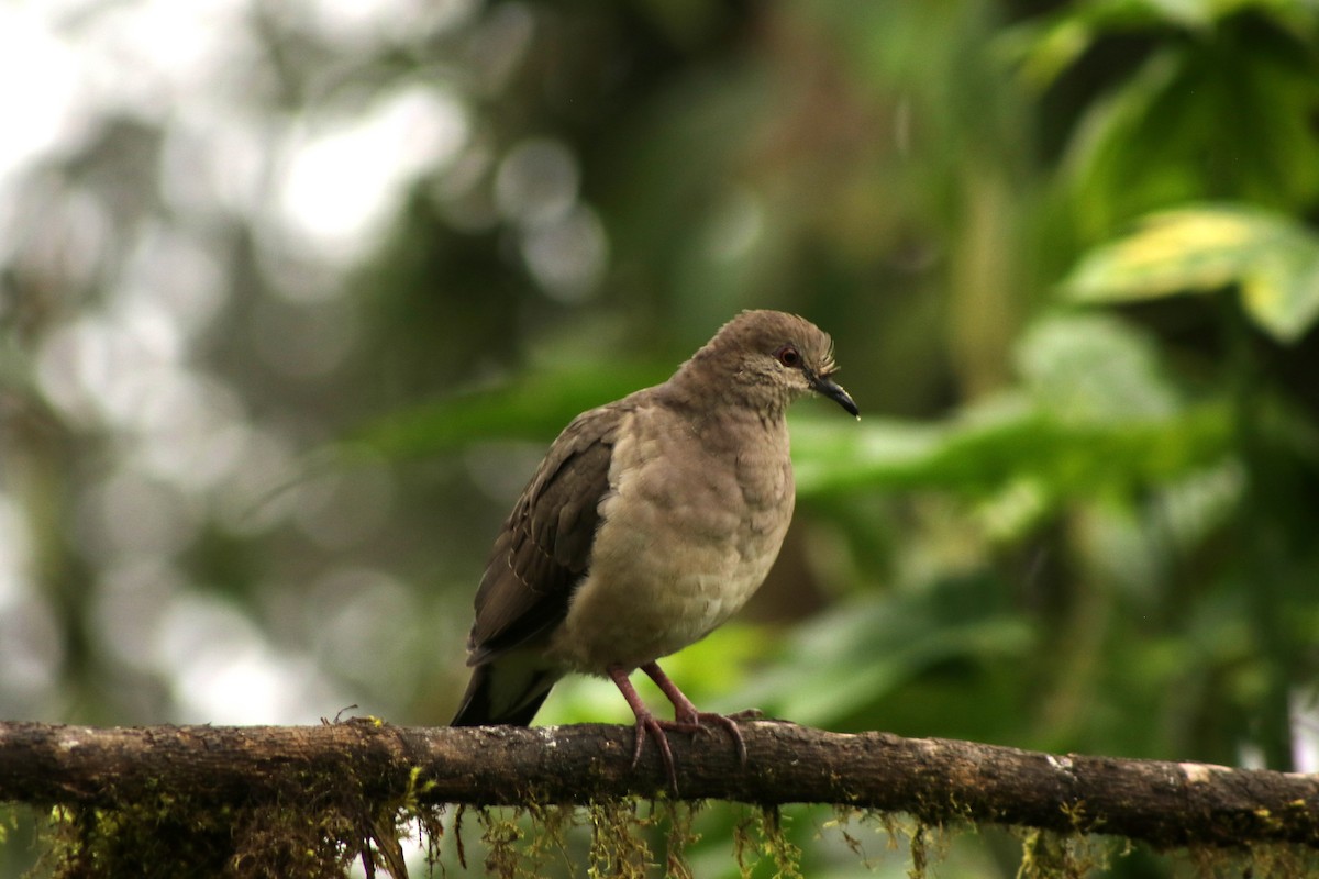 White-tipped Dove - ML646264682