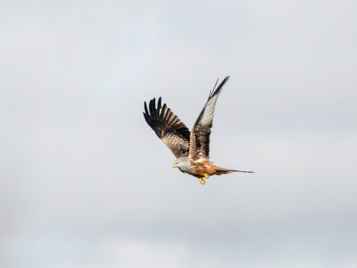 Red Kite - ML646264683