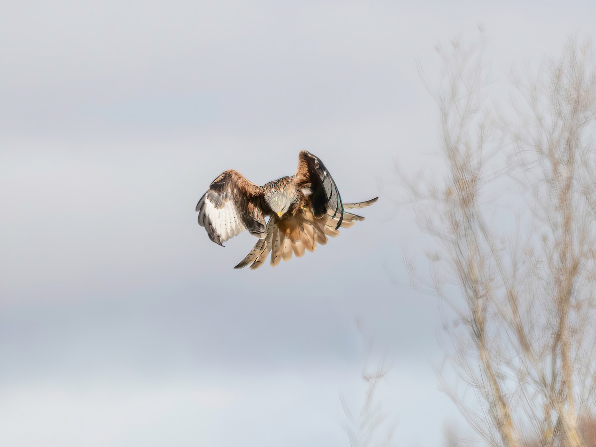 Red Kite - ML646264684