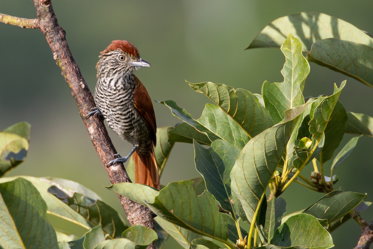 Bar-crested Antshrike - ML646264685