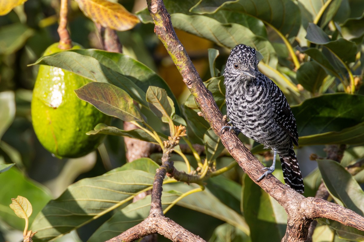 Bar-crested Antshrike - ML646264686