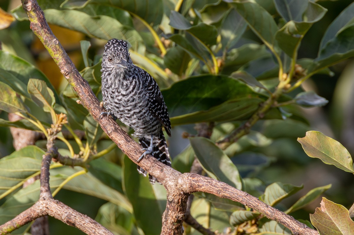 Bar-crested Antshrike - ML646264687
