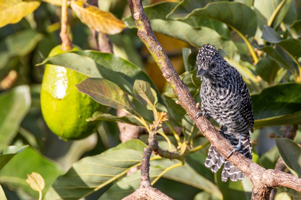 Bar-crested Antshrike - ML646264688