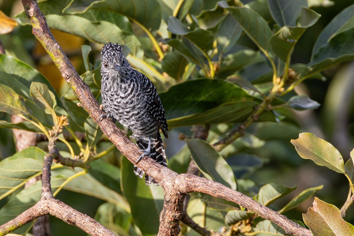 Bar-crested Antshrike - ML646264689