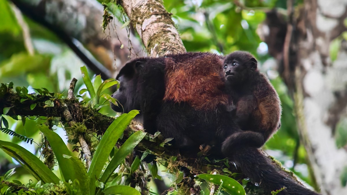 鬃毛吼猴 - ML646264690