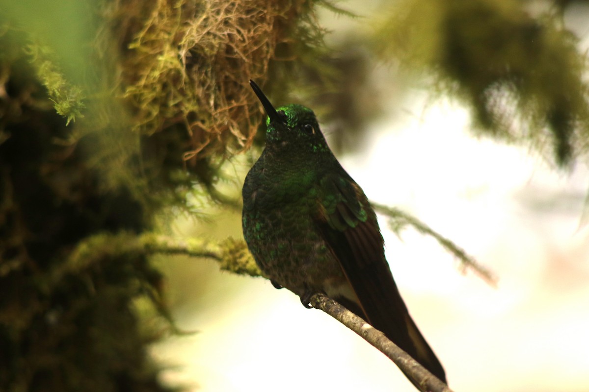 Buff-tailed Coronet - ML646264692