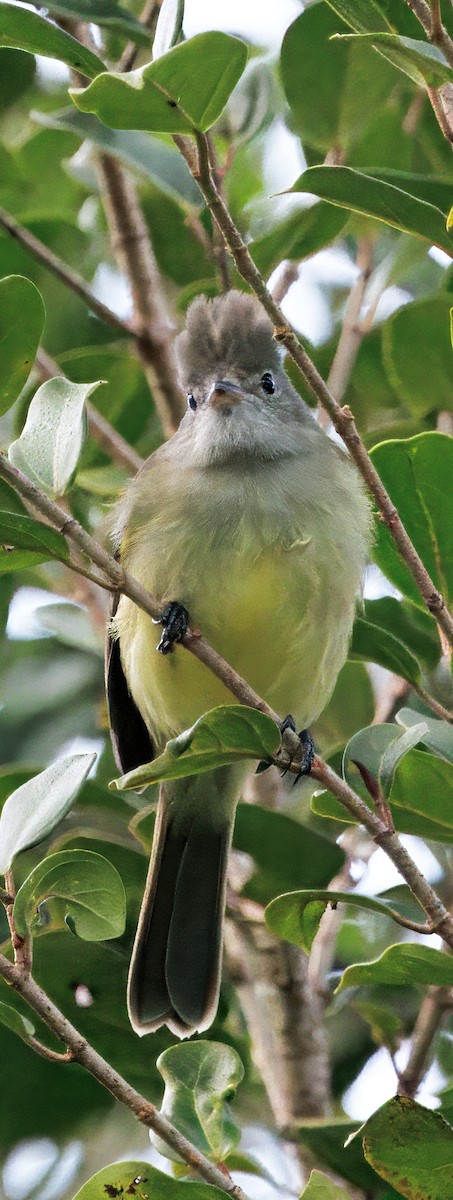 Желтобрюхая эления - ML646264695