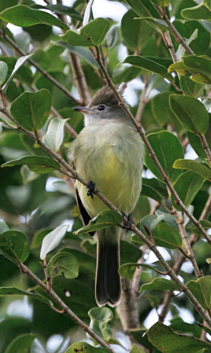 Желтобрюхая эления - ML646264696