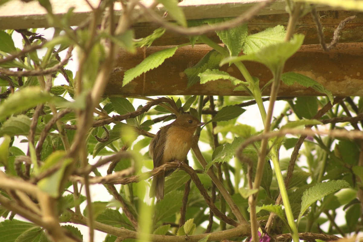 Pinchaflor Flanquiblanco - ML646264702
