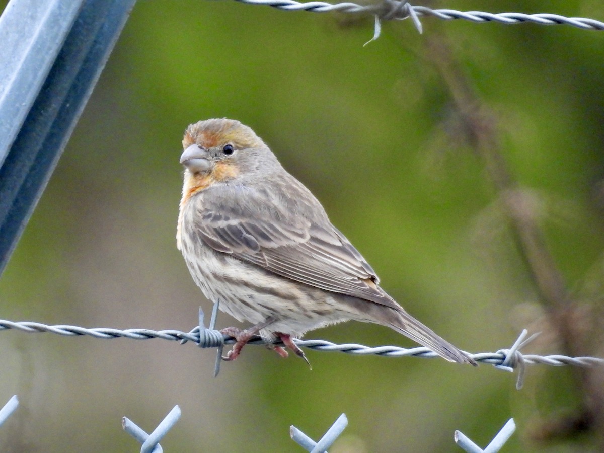 House Finch - ML646264703