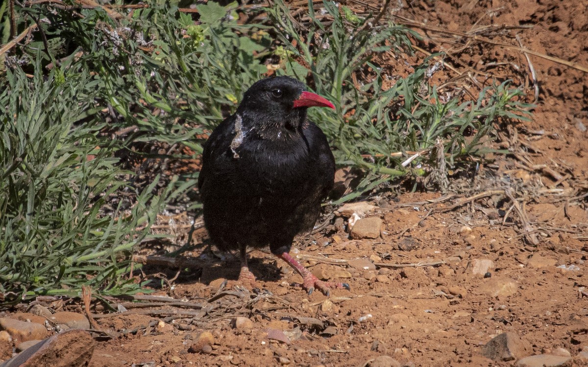 ベニハシガラス - ML646264707