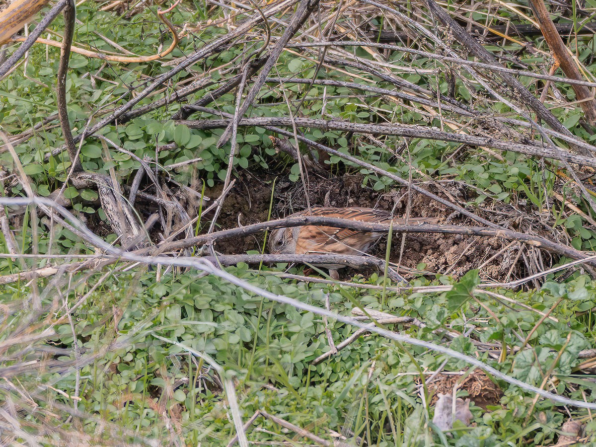 Dunnock - ML646264709