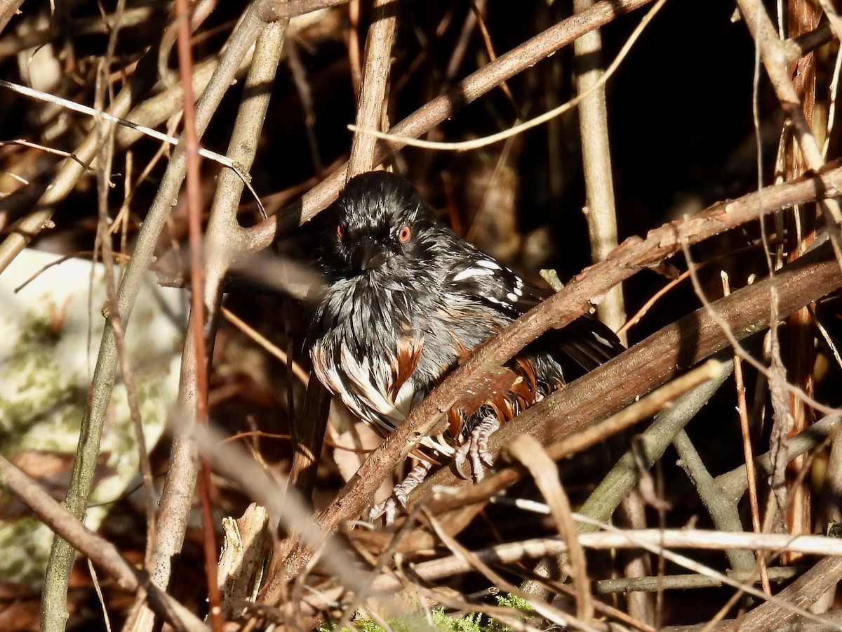 Spotted Towhee (maculatus Group) - ML646264718