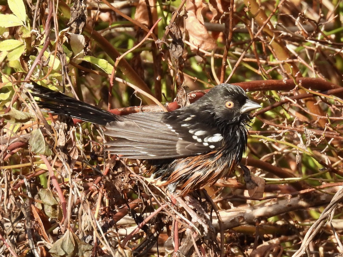 Spotted Towhee (maculatus Group) - ML646264719