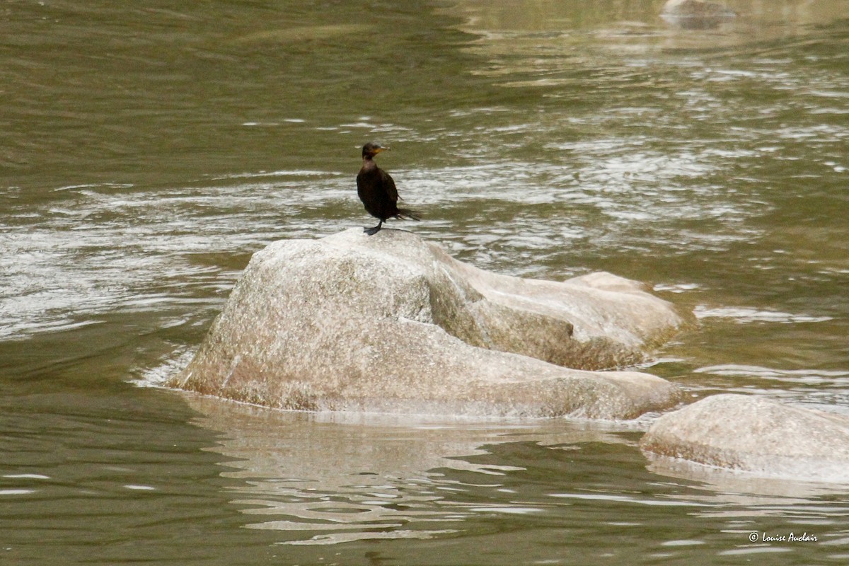 Neotropic Cormorant - ML646264733