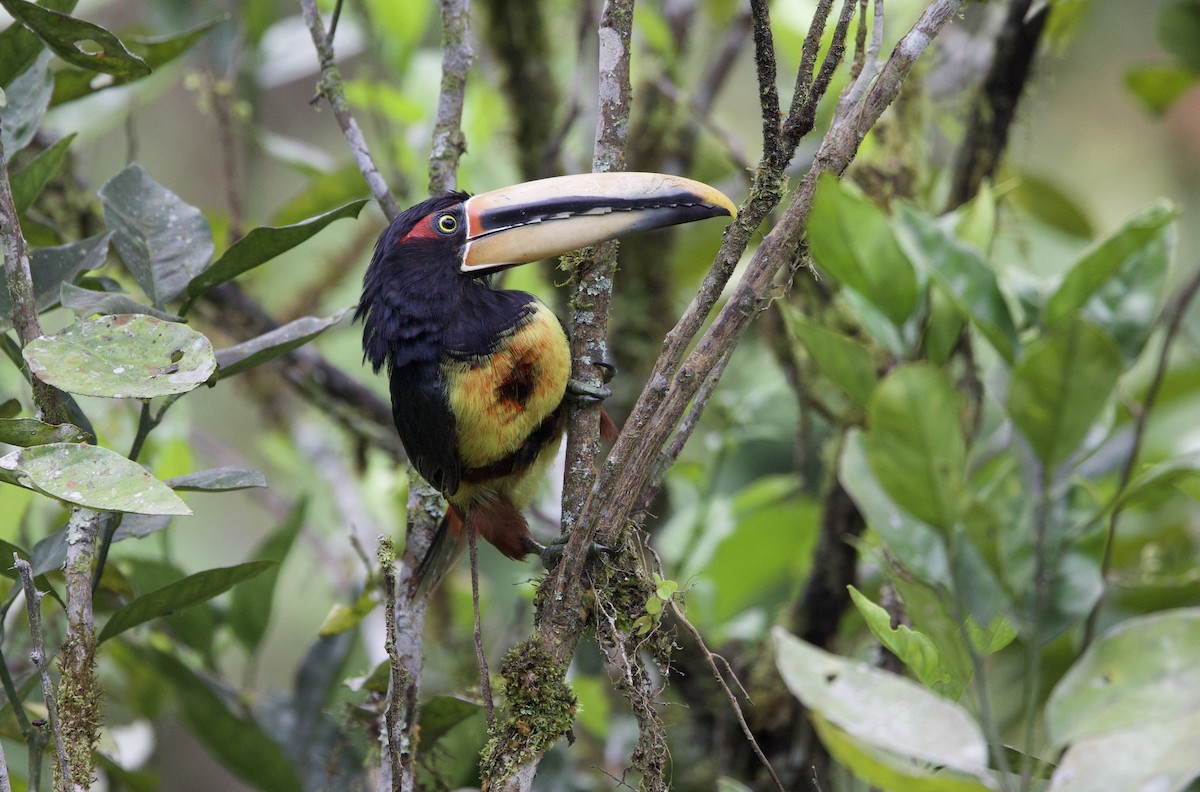 Pale-mandibled Aracari - ML646264742