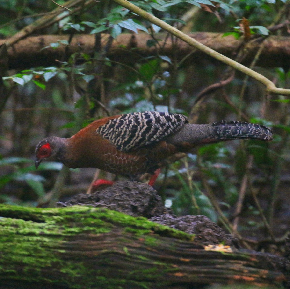 Siamese Fireback - ML646264744