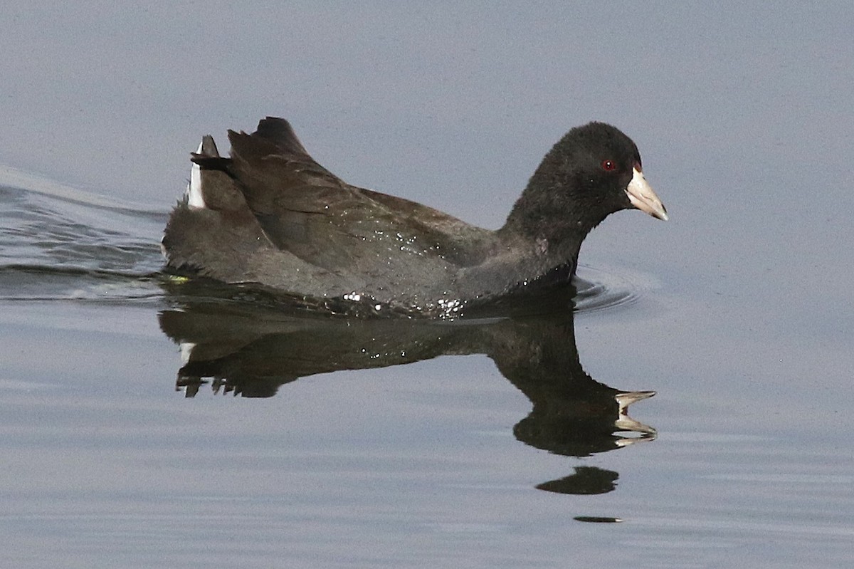 American Coot - ML646264750