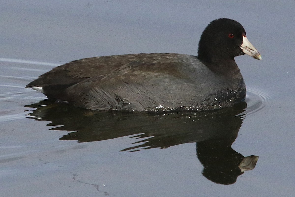 American Coot - ML646264751