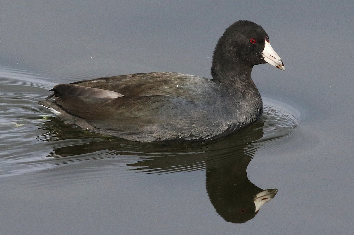 American Coot - ML646264752