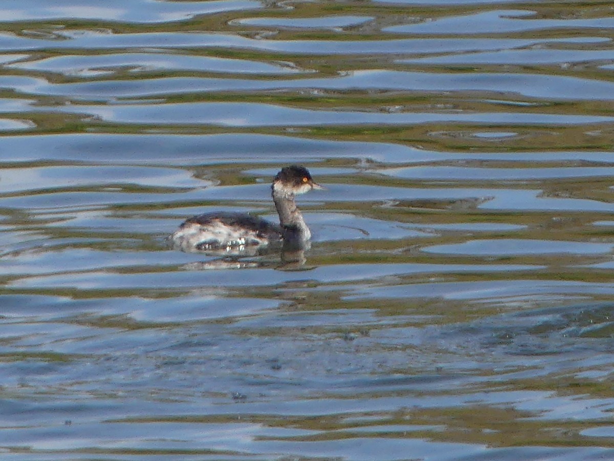 potápka černokrká - ML646264753