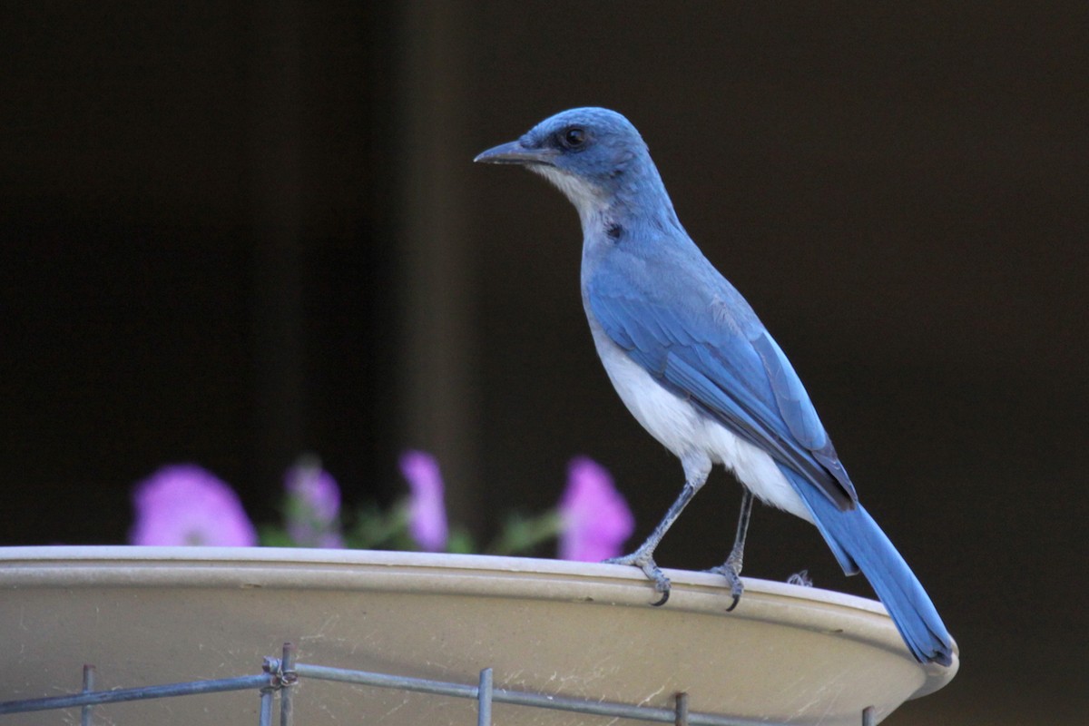 Mexican Jay - ML646264754