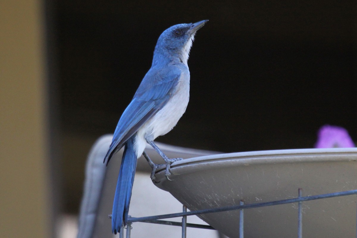 Mexican Jay - ML646264755