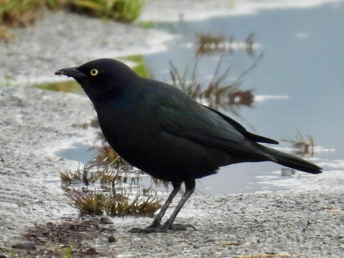 Brewer's Blackbird - ML646264758