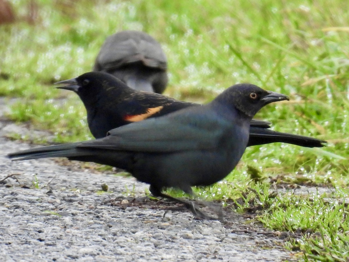 Brewer's Blackbird - ML646264759