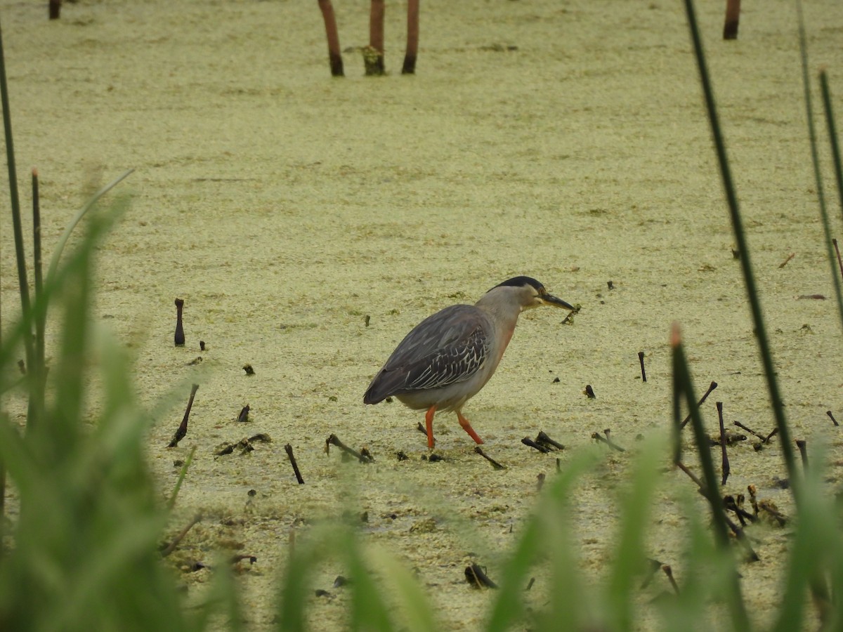Striated Heron - ML646264765