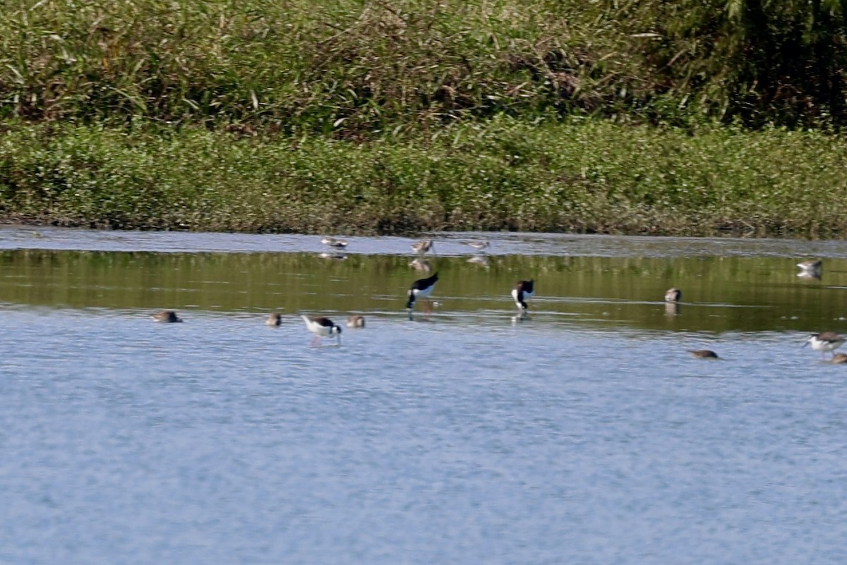 Black-necked Stilt - ML646264771