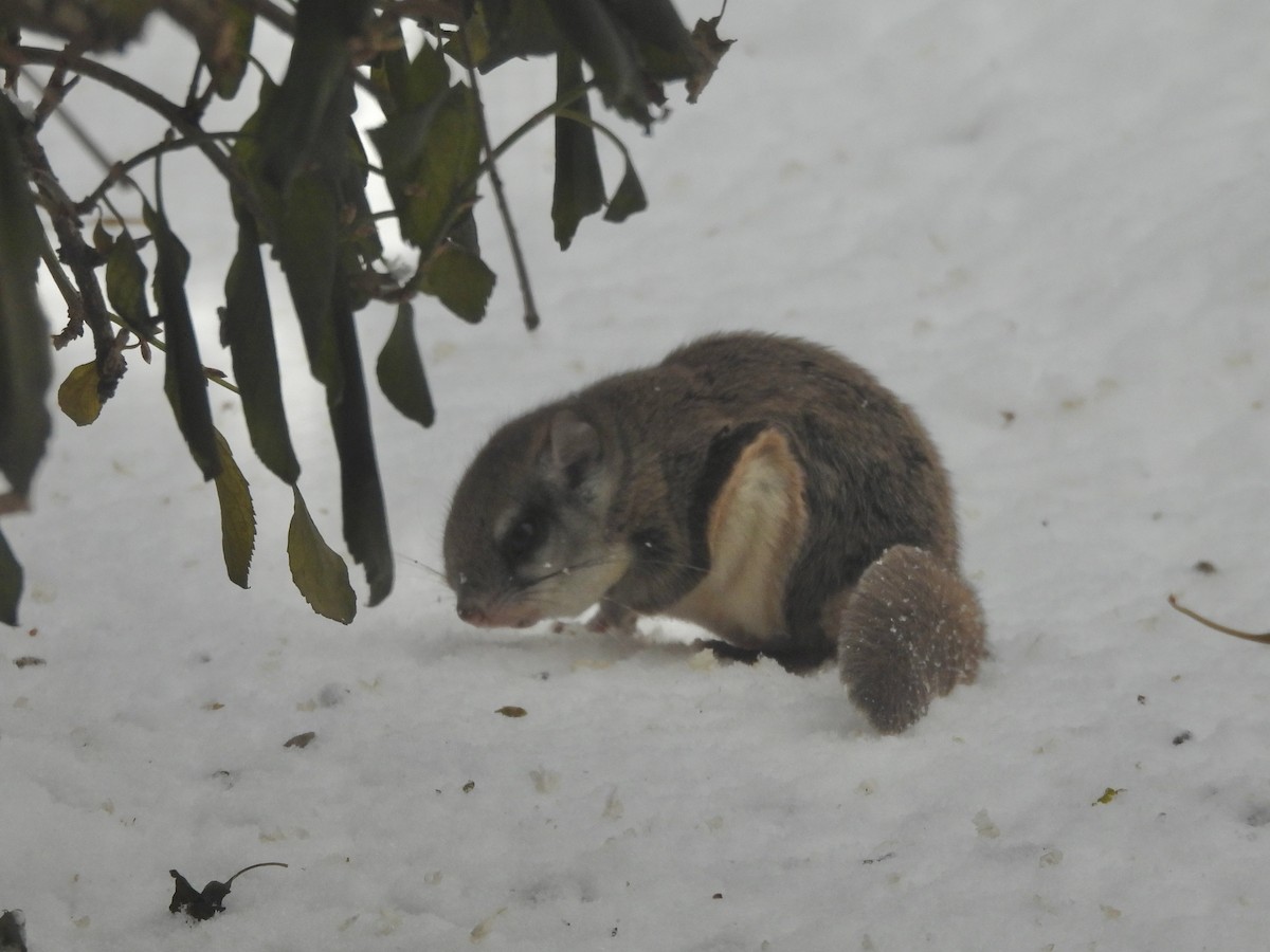 Southern Flying Squirrel - ML646264777
