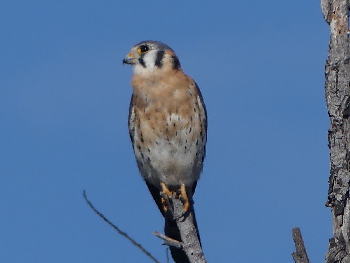 American Kestrel - ML646264779