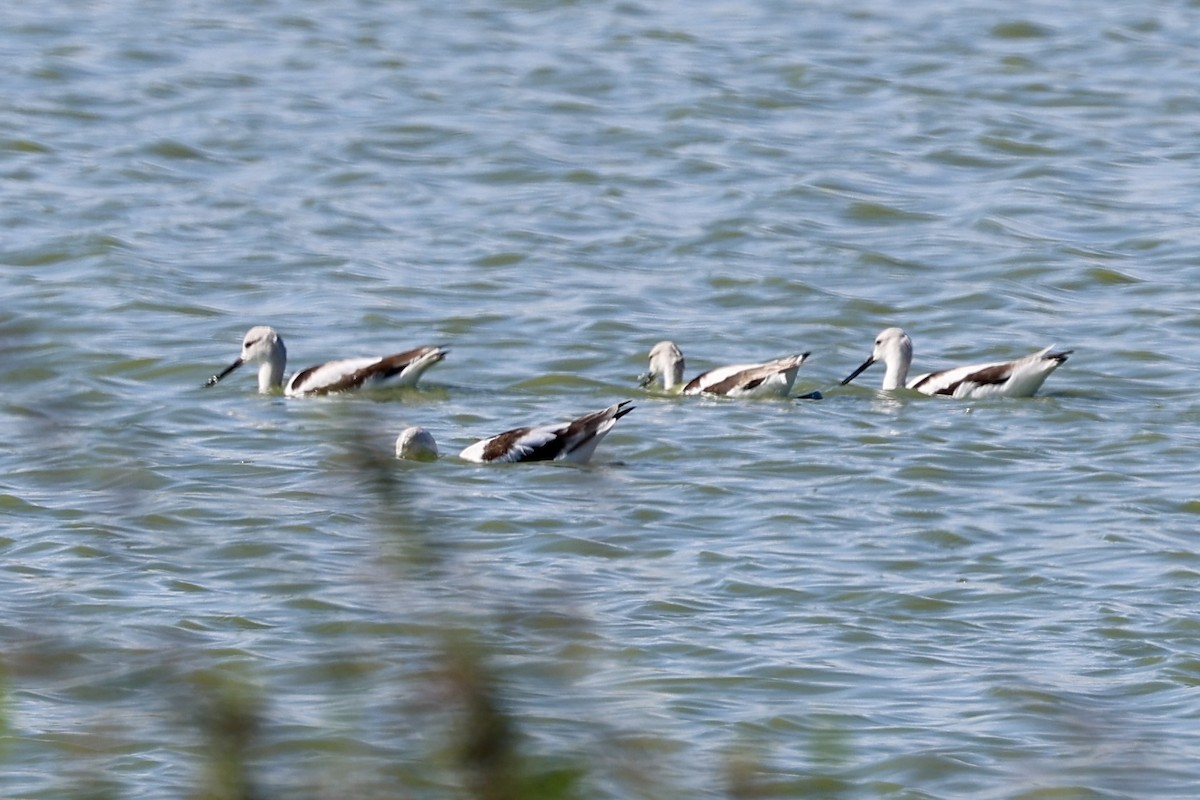 American Avocet - ML646264782